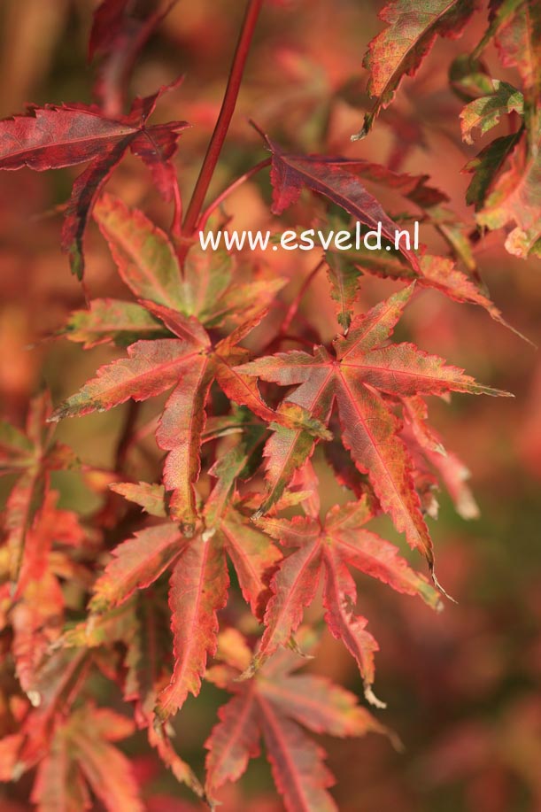 Acer palmatum 'Harusama' (Syohwa Period)