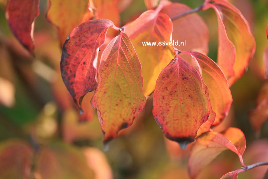 Cornus 'Rutdan' (CELESTIAL / GALAXY)