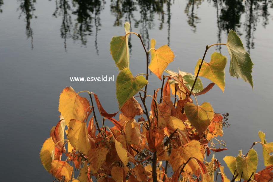 Tilia henryana