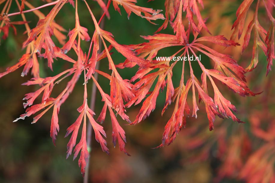 Acer japonicum 'Green Cascade'