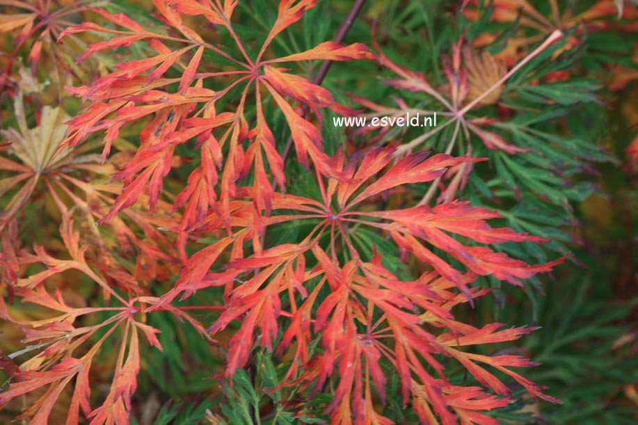 Acer japonicum 'Green Cascade'