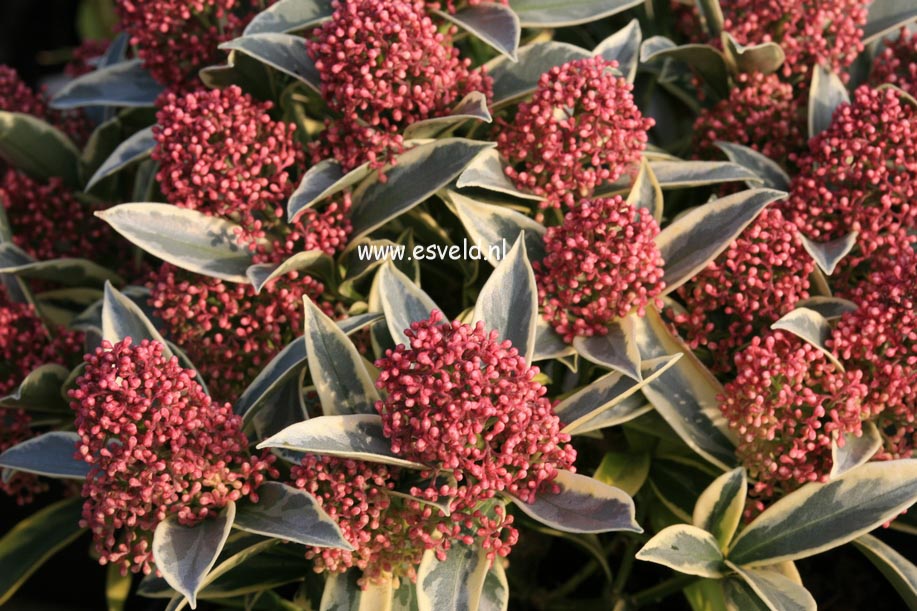 Skimmia japonica 'Magic Marlot'