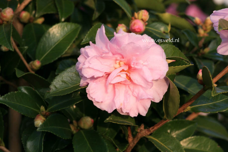 Camellia 'Winter's Peony'
