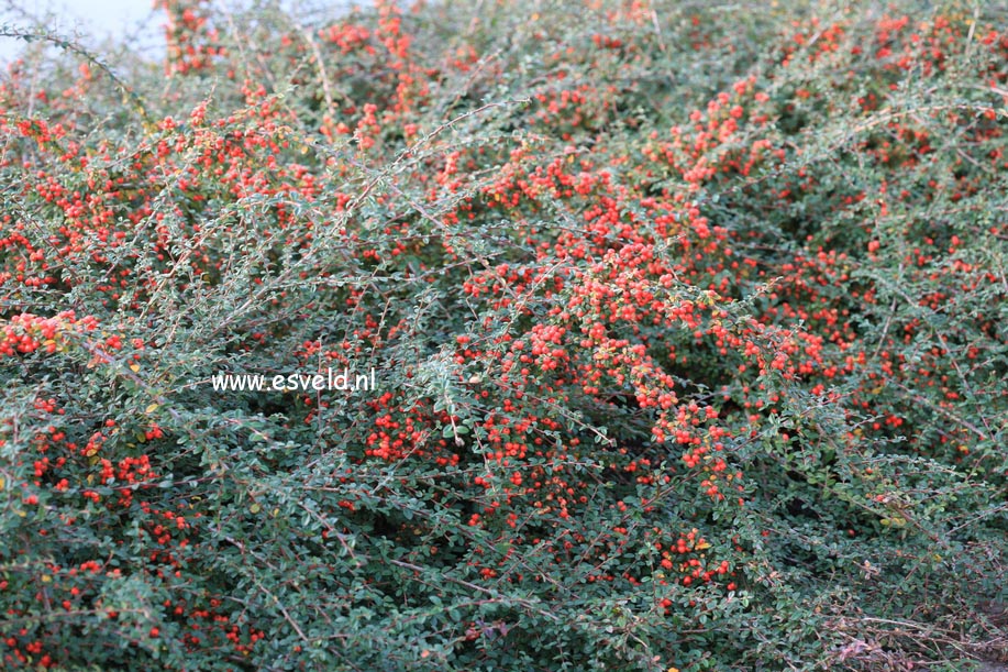 Cotoneaster suecicus 'Coral Beauty'