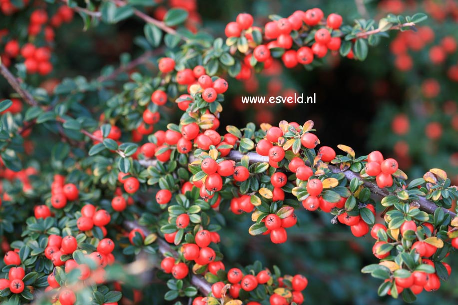 Cotoneaster suecicus 'Coral Beauty'