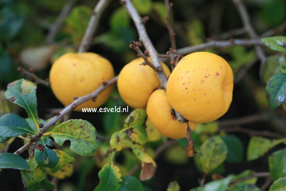 Chaenomeles japonica 'Sargentii'