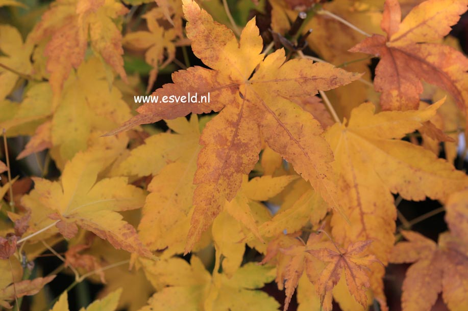 Acer palmatum 'Kawahara no midori'