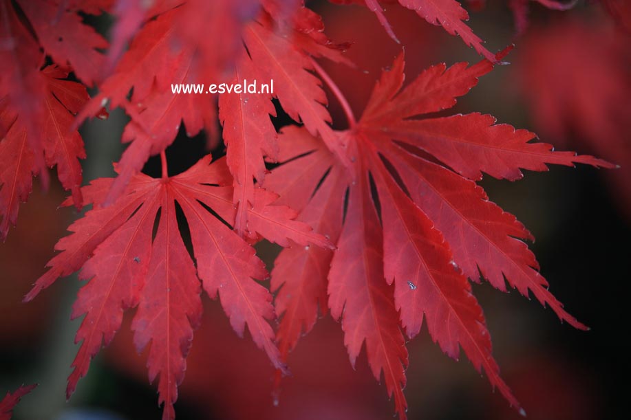 Acer shirasawanum 'Yasemin'