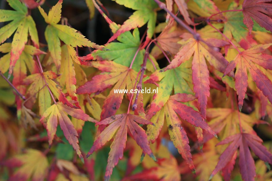 Acer palmatum 'Seiun kaku'