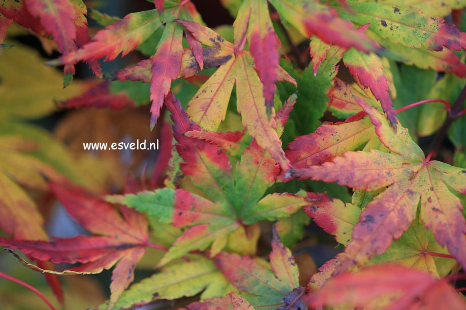 Acer palmatum 'Seiun kaku'