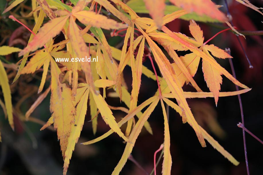 Acer palmatum 'Iso shibuki'