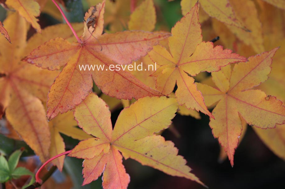 Acer palmatum 'Gasshoh'