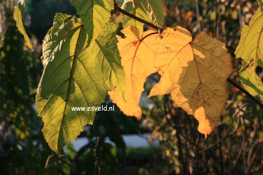 Acer pensylvanicum