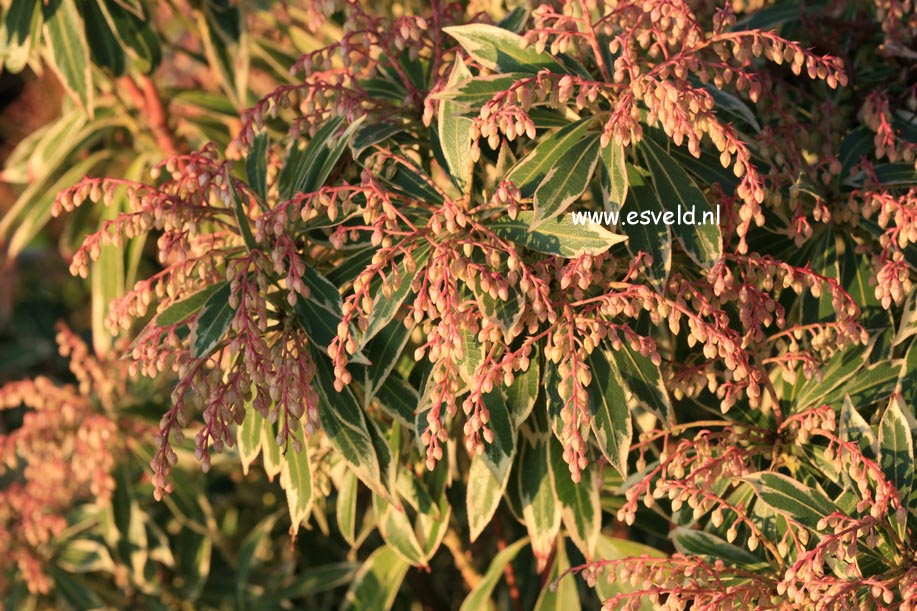 Pieris 'Flaming Silver'