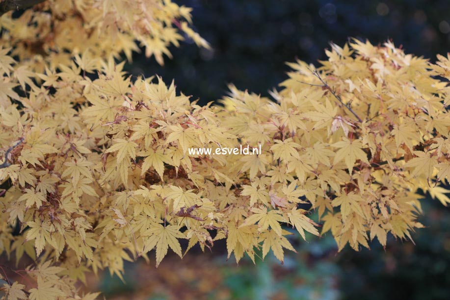 Acer palmatum 'Sango kaku'