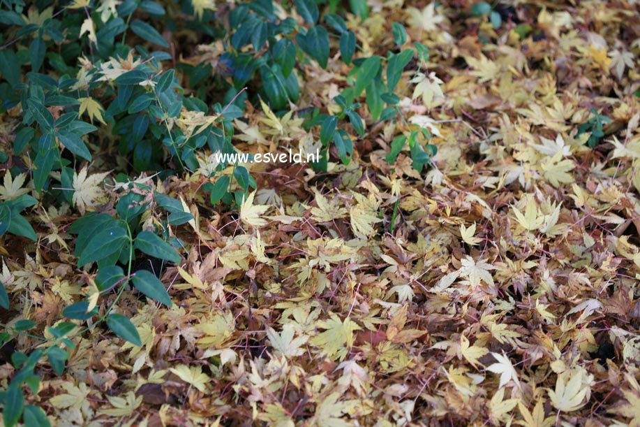 Acer palmatum 'Sango kaku'