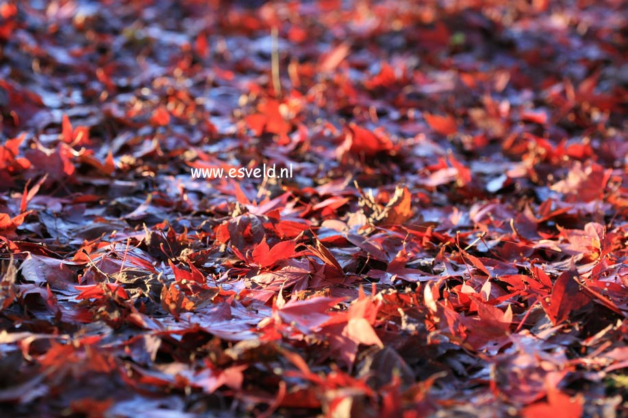 Acer palmatum 'Ohsakazuki'