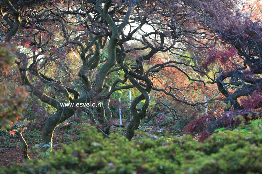 Acer palmatum 'Dissectum'