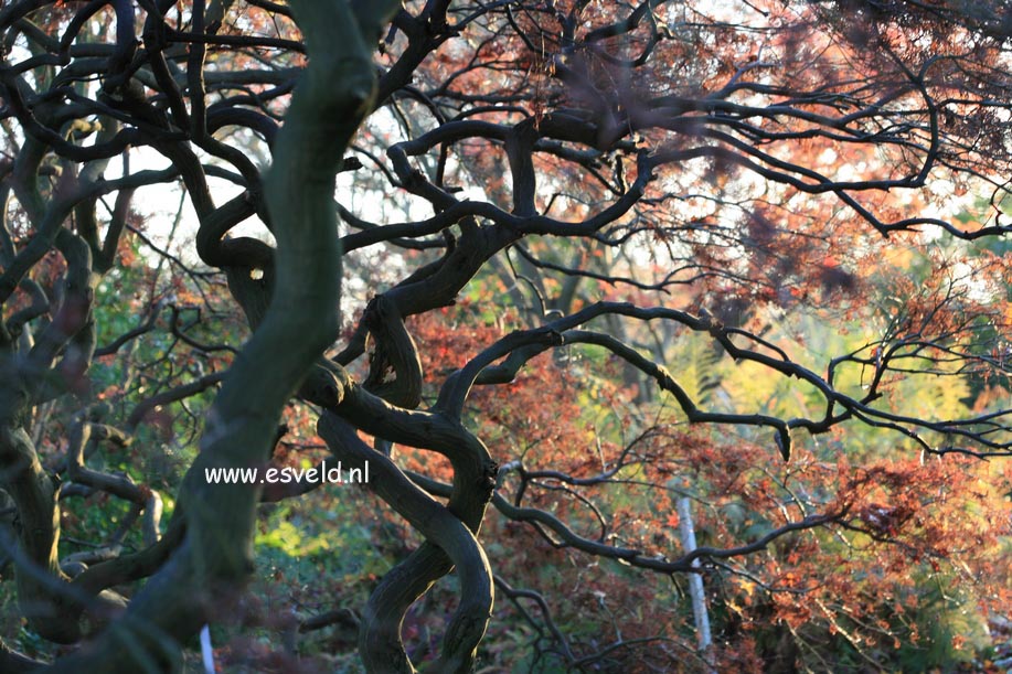 Acer palmatum 'Dissectum'