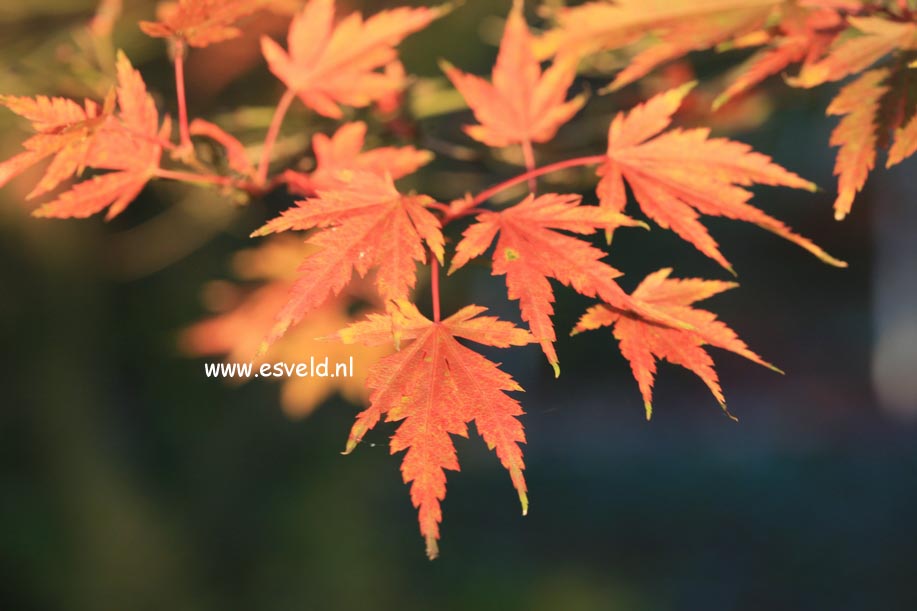 Acer palmatum 'Sazanami'