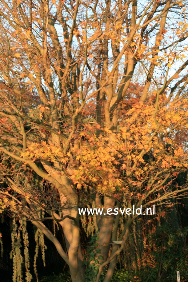 Acer palmatum 'Tana'