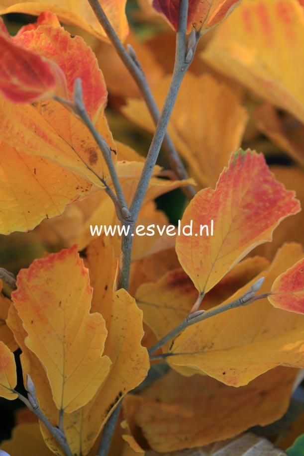 Hamamelis vernalis 'Amethyst'