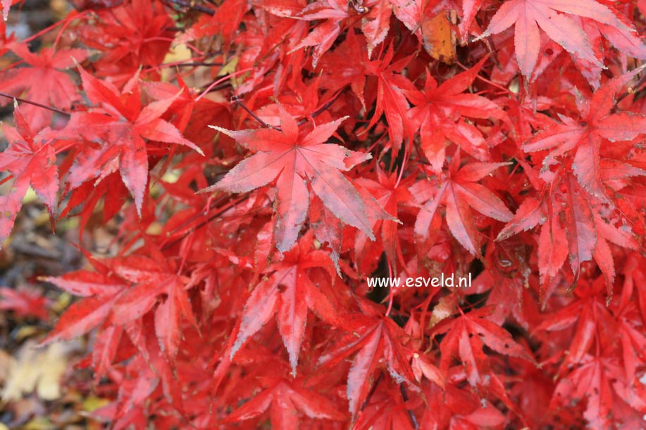 Acer palmatum 'Dr. Tilt'