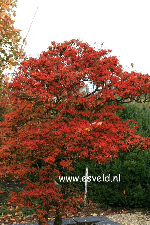 Enkianthus perulatus