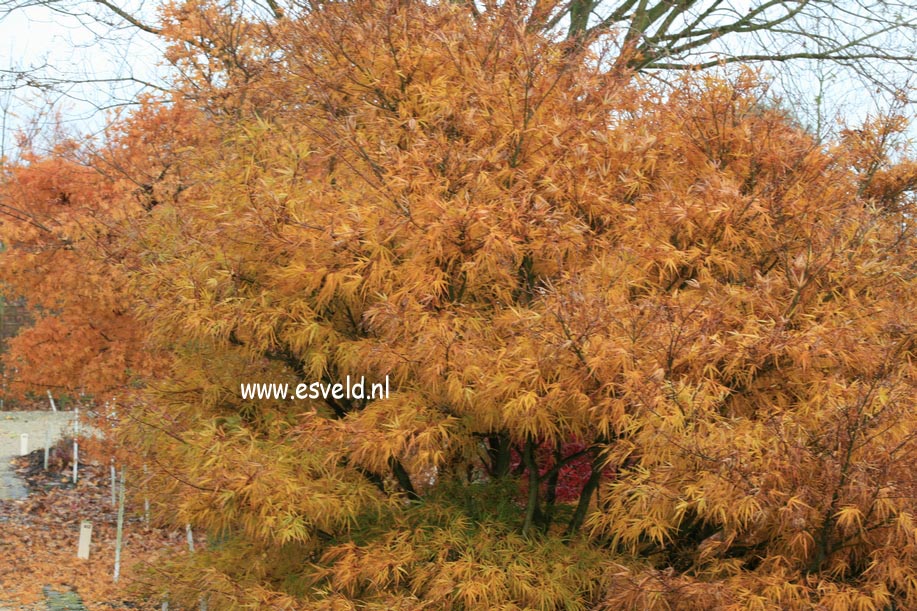 Acer palmatum 'Villa Taranto'