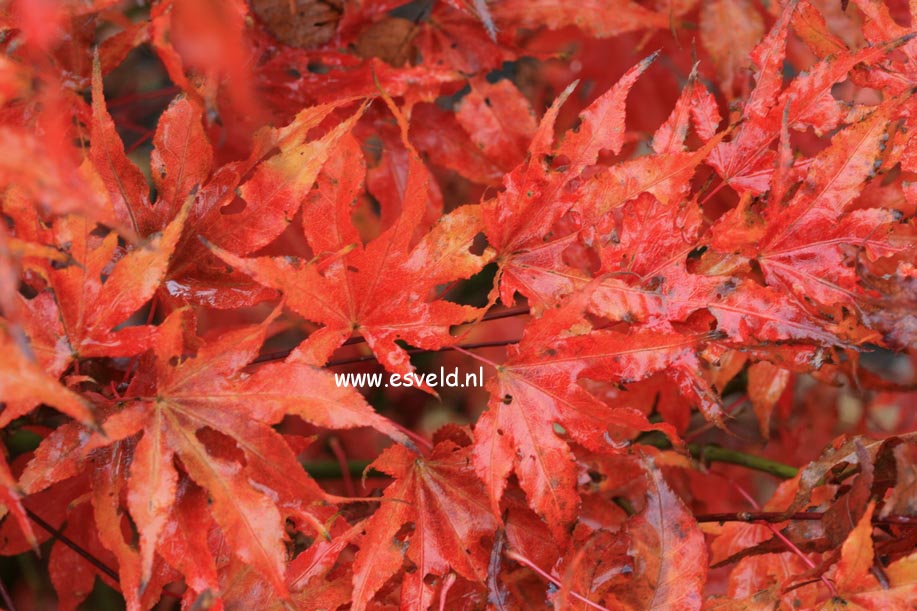 Acer palmatum 'Sawa chidori'