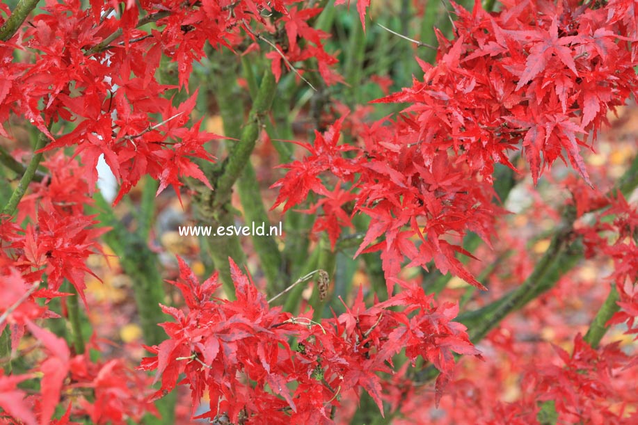 Acer palmatum 'Taroh yama'