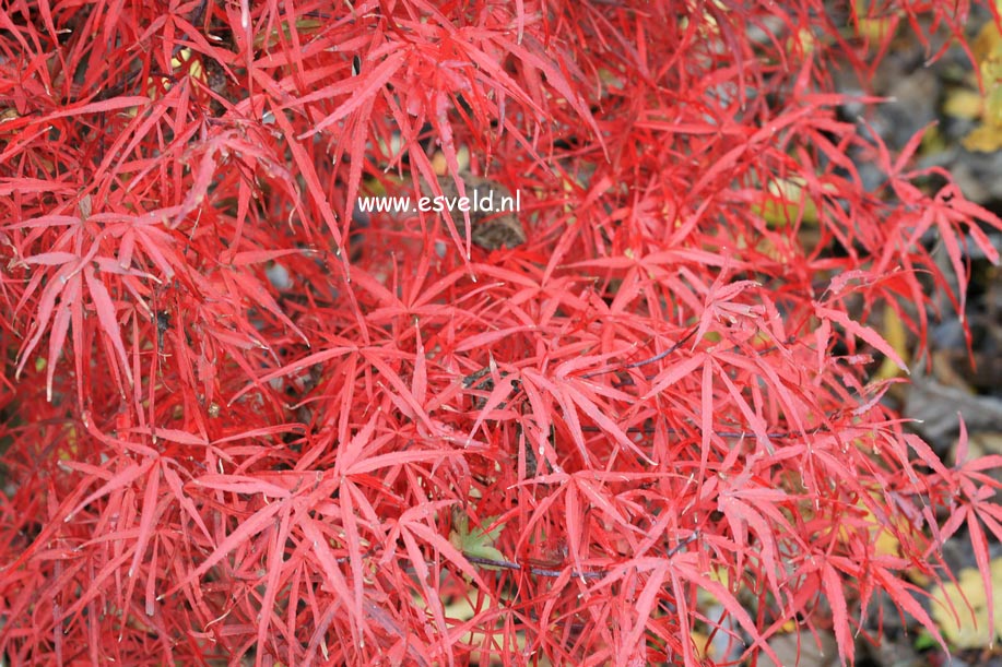 Acer palmatum 'Hupp's Red Willow'