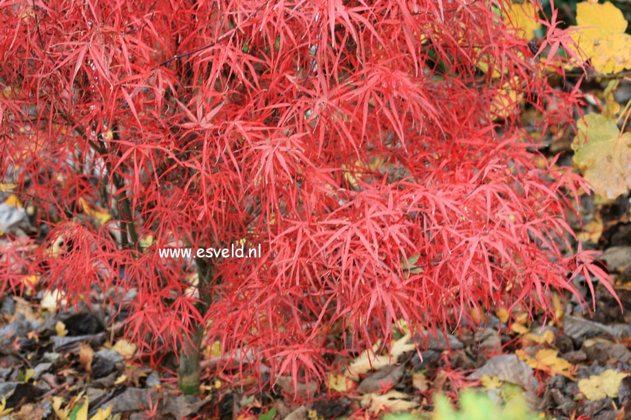 Acer palmatum 'Hupp's Red Willow'