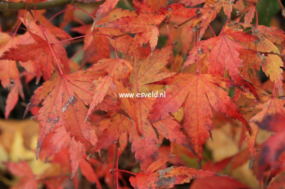 Acer palmatum 'Olga'