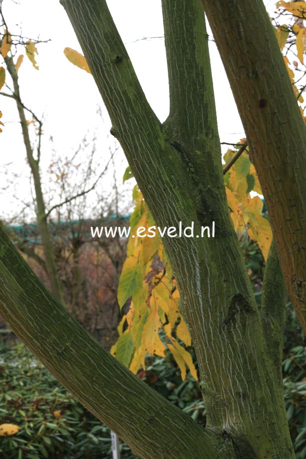 Acer davidii 'Karmen'