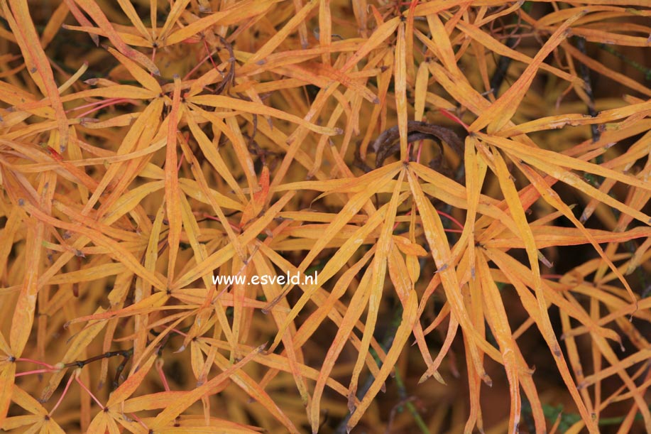 Acer palmatum 'Villa Taranto'