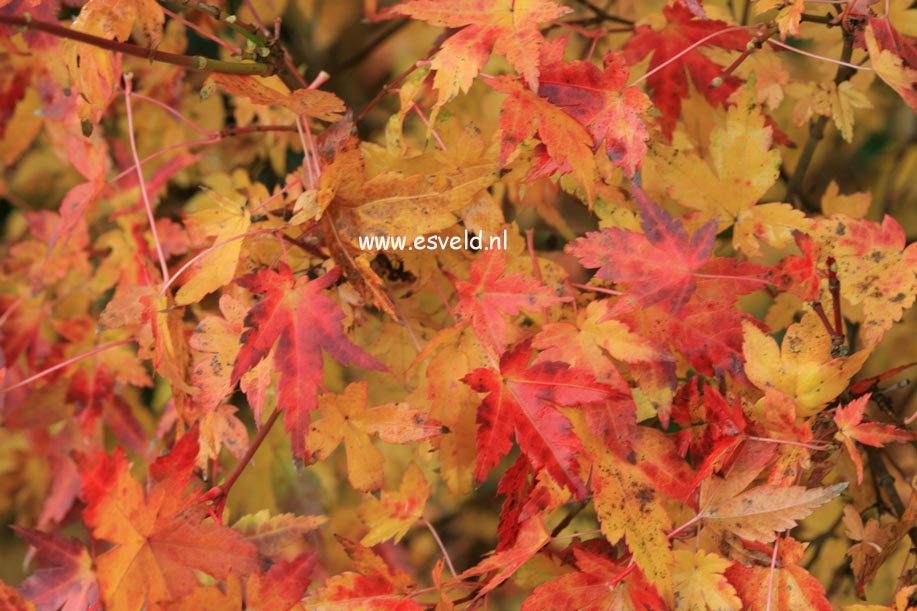 Acer palmatum 'Higasa yama'