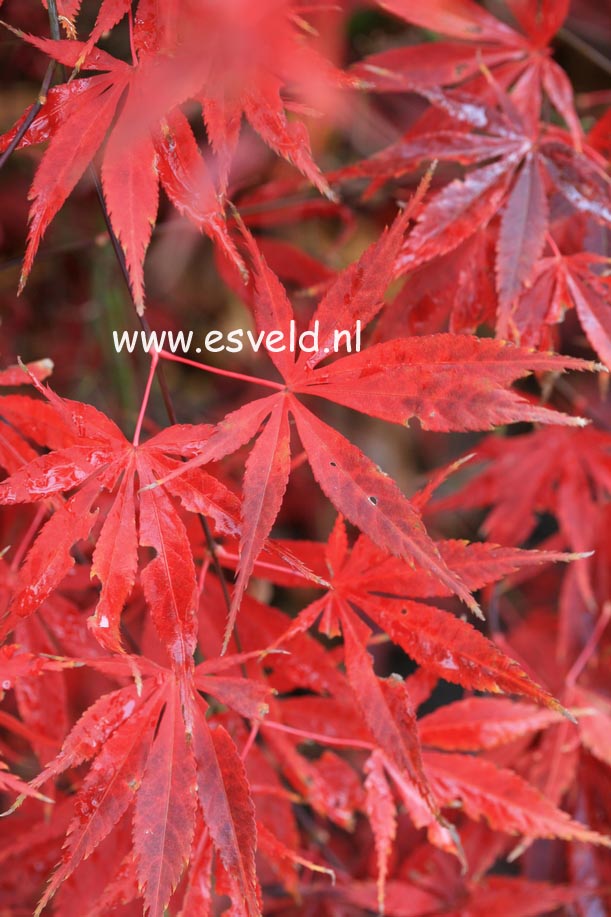 Acer palmatum 'Heiwa'