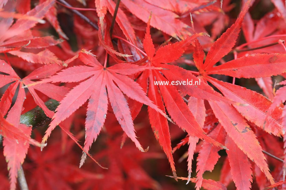 Acer palmatum 'Heiwa'