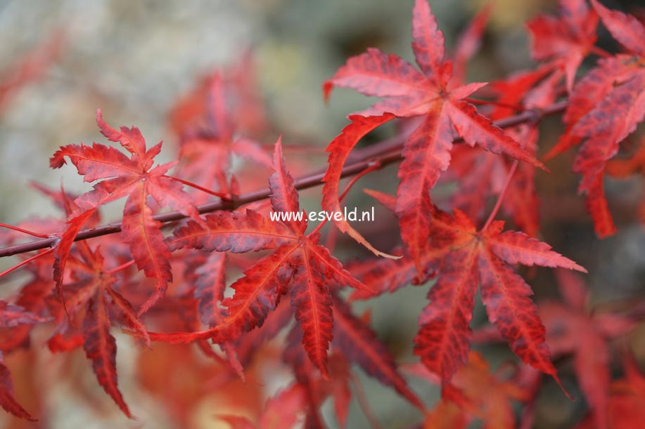Acer palmatum 'Arakawa'