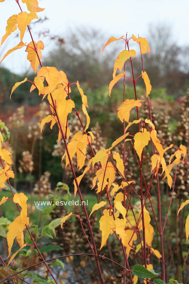 Acer pectinatum ssp. forrestii