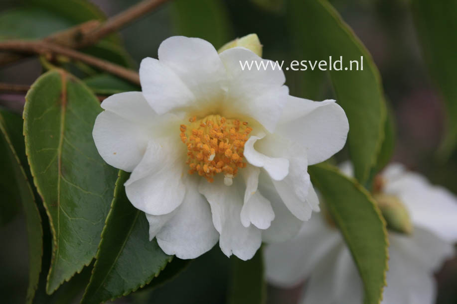 Camellia 'Polar Ice'