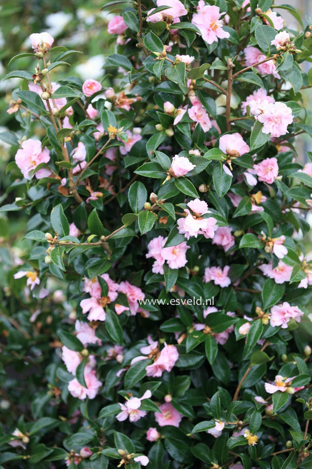 Camellia 'Winter's Peony'
