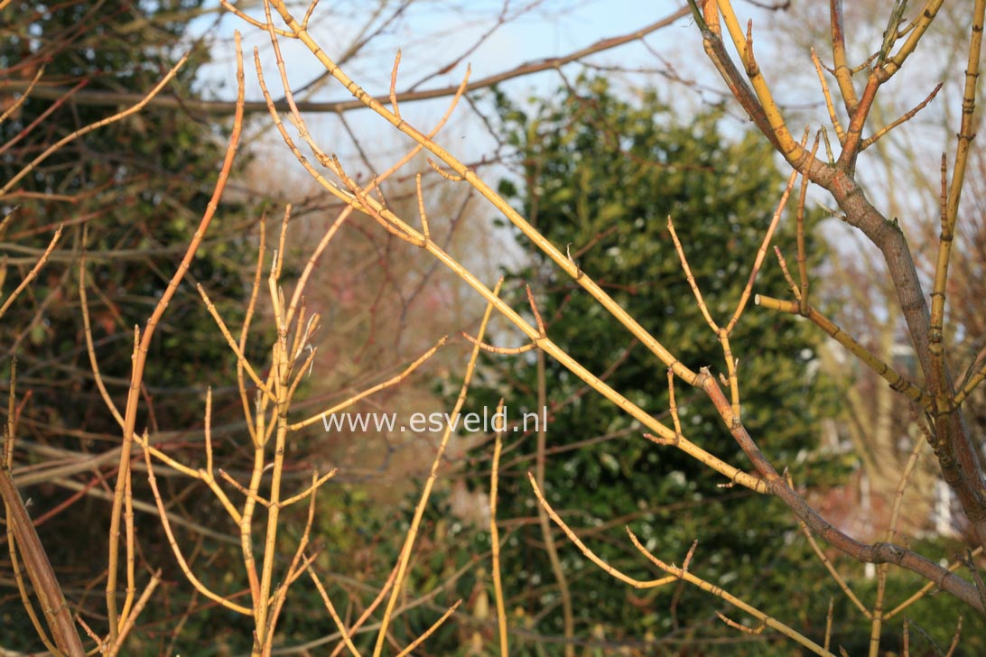 Plantentuin Esveld