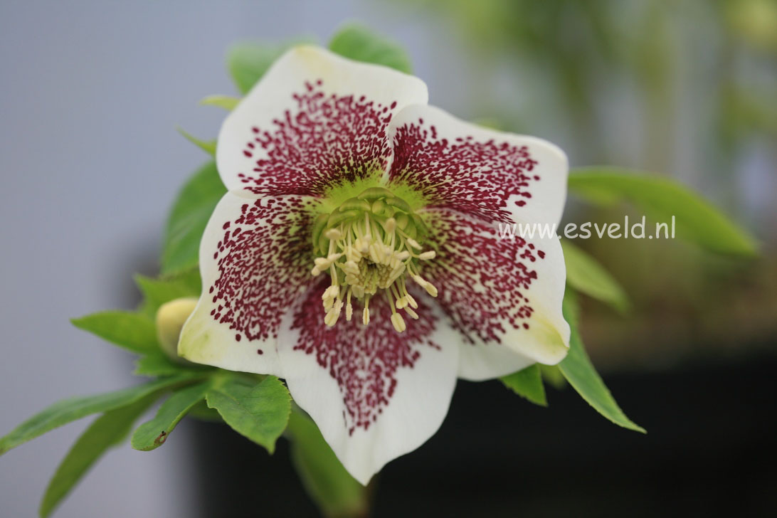 Helleborus orientalis