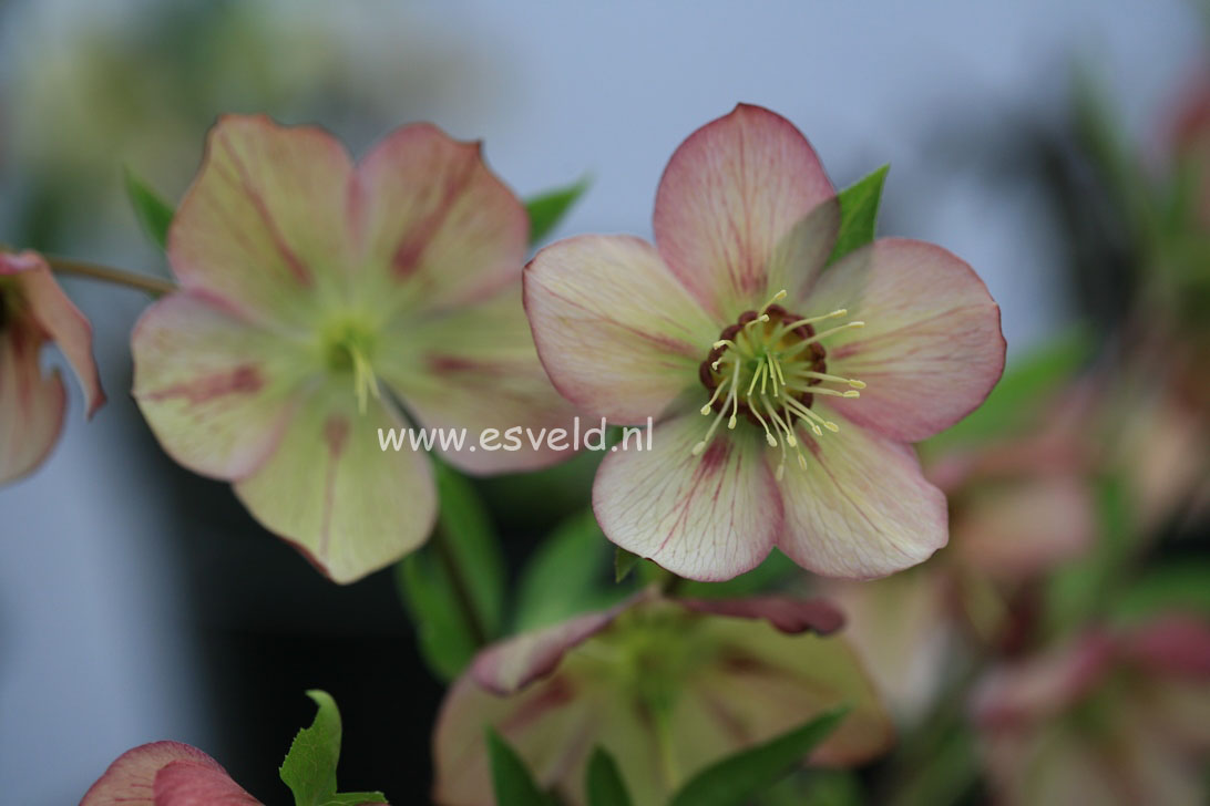 Helleborus orientalis