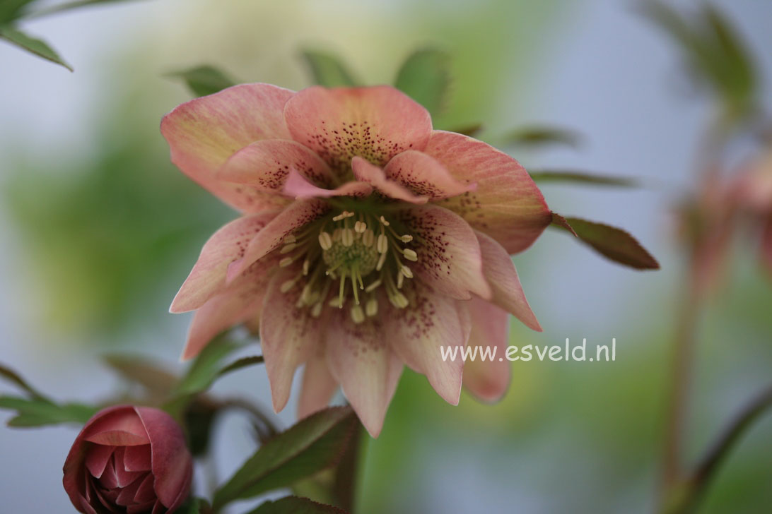 Helleborus orientalis