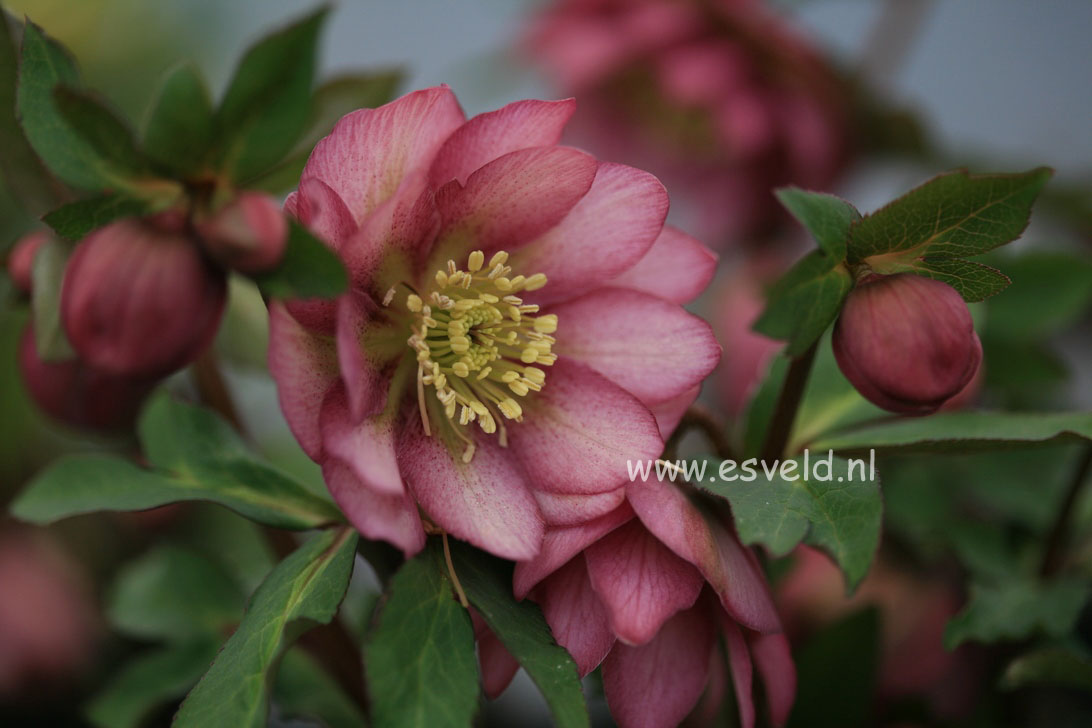 Helleborus orientalis