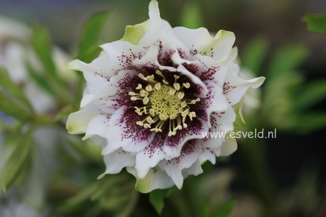 Helleborus orientalis