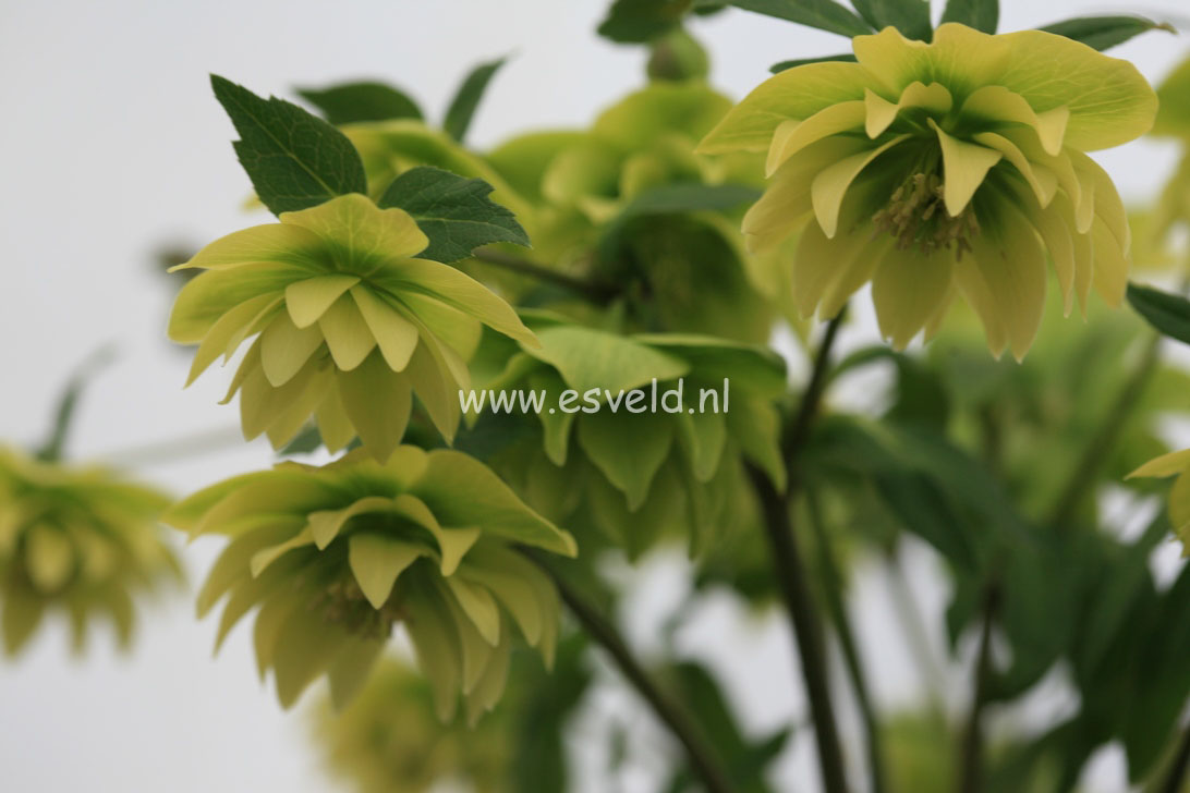 Helleborus orientalis